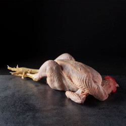 Pollo entero con cabeza y molleja. ecológico